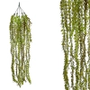 HANGING AESCYNANTHUS GREEN/BROWN REAL TOUCH 88CM