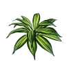 DRACAENA BOUQUET REAL TOUCH - H52CM